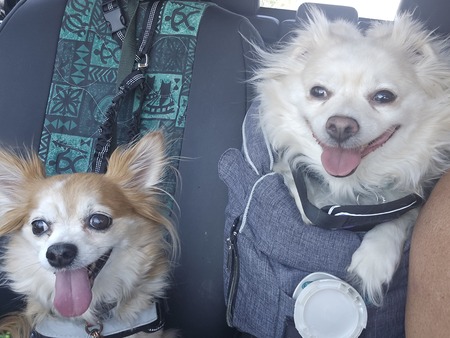 Entry image for Zephyr & Zsa Zsa . Clicking this image will show a larger photo