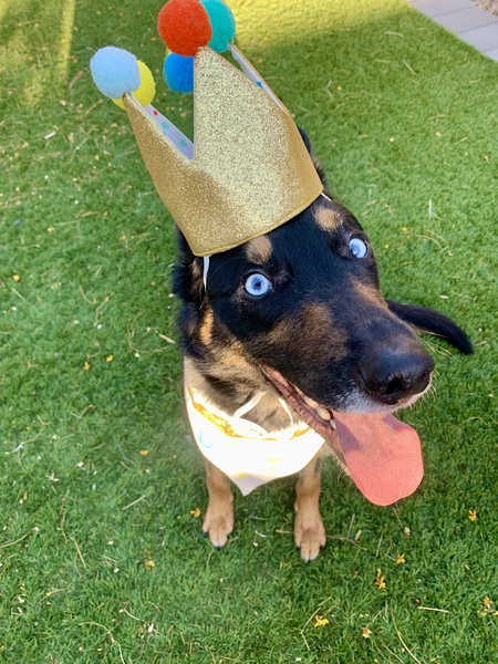 Entry image for Molly. Clicking this image will show a larger photo