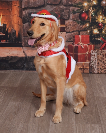 Entry image for Canela. Clicking this image will show a larger photo