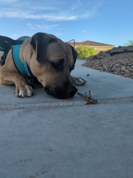 Entry image for Charlie. Clicking this image will show a larger photo