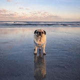 Entry image for Lola 