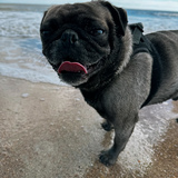 Entry image for Wally