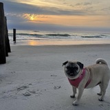 Entry image for Lola 
