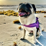 Entry image for Bella