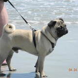 Entry image for Ollie Mae