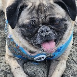 Entry image for Puggo
