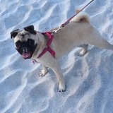 Entry image for Phoebe