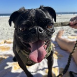 Entry image for Bugsy