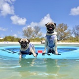 Entry image for Winston & Ringo