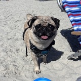 Entry image for Ellie