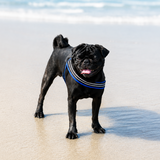 Entry image for Winston