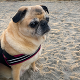 Entry image for Peppy