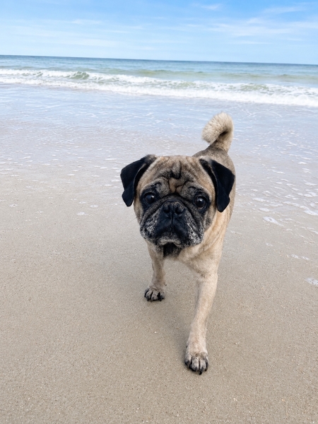 Entry image for Walter. Clicking this image will show a larger photo