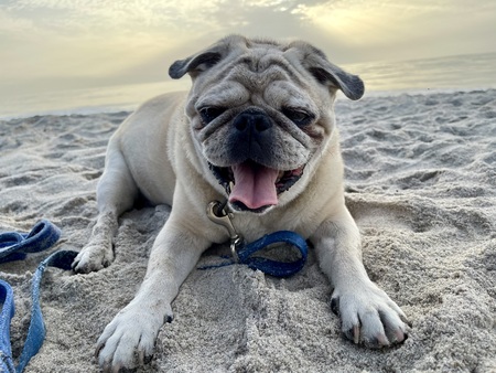 Entry image for Alvin. Clicking this image will show a larger photo