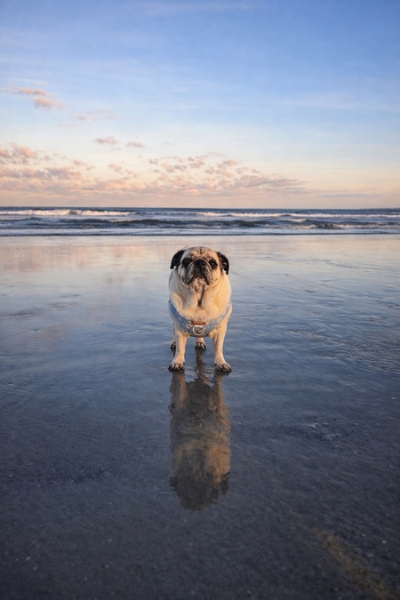 Entry image for Lola . Clicking this image will show a larger photo