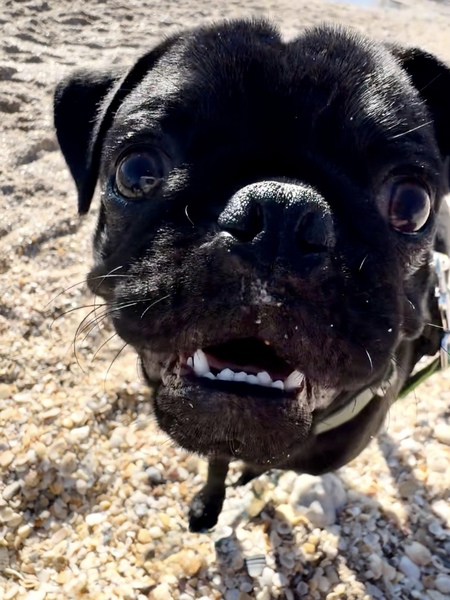 Entry image for Finn. Clicking this image will show a larger photo