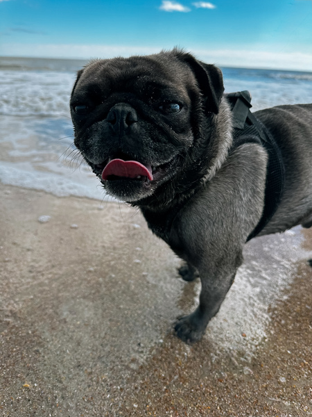 Entry image for Wally. Clicking this image will show a larger photo