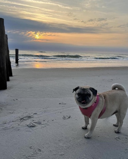 Entry image for Lola . Clicking this image will show a larger photo
