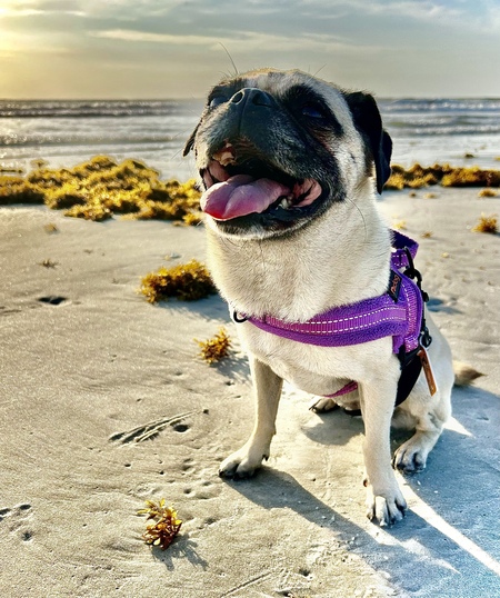 Entry image for Bella. Clicking this image will show a larger photo