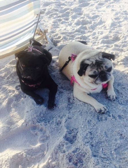 Entry image for MaeMae & Molly. Clicking this image will show a larger photo