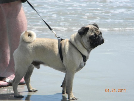 Entry image for Ollie Mae. Clicking this image will show a larger photo