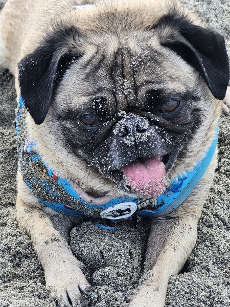 Entry image for Puggo. Clicking this image will show a larger photo