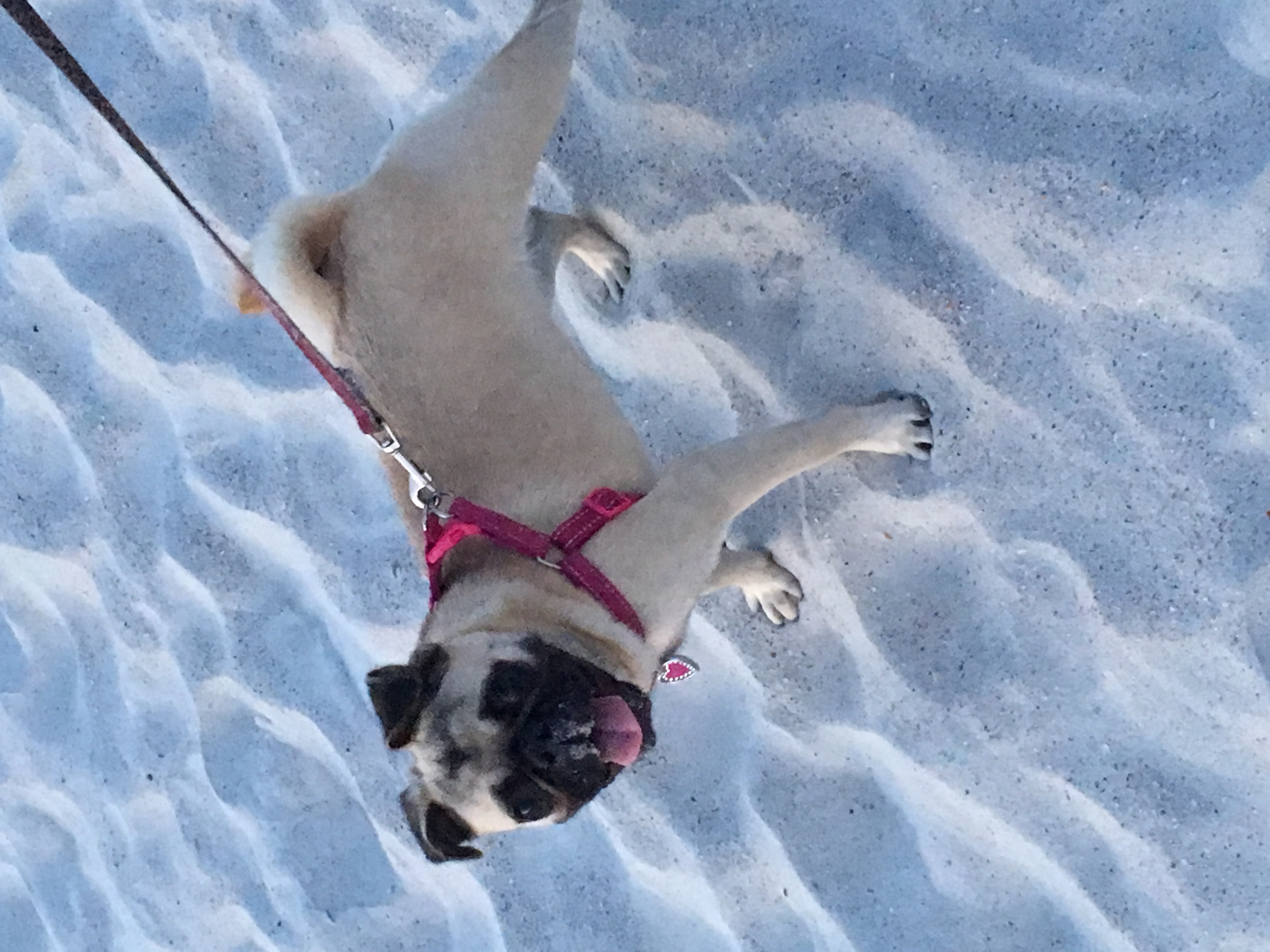 Entry image for Phoebe. Clicking this image will show a larger photo