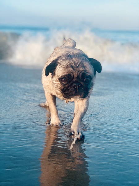 Entry image for Penny. Clicking this image will show a larger photo