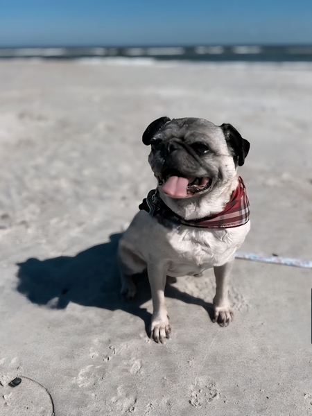 Entry image for Carlino. Clicking this image will show a larger photo
