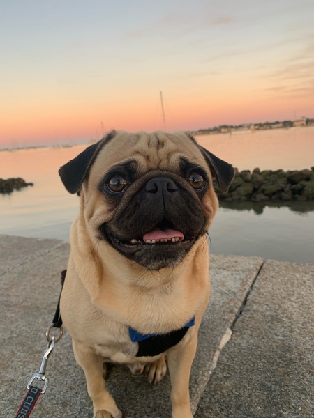 Entry image for Ernie. Clicking this image will show a larger photo