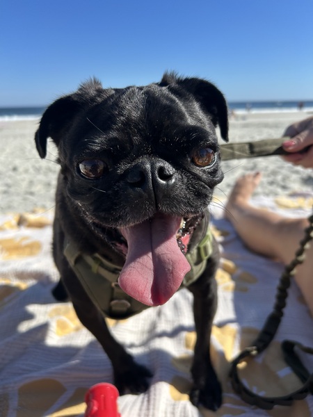 Entry image for Bugsy. Clicking this image will show a larger photo