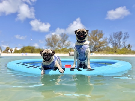 Entry image for Winston & Ringo. Clicking this image will show a larger photo