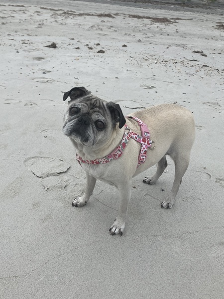 Entry image for Piper. Clicking this image will show a larger photo