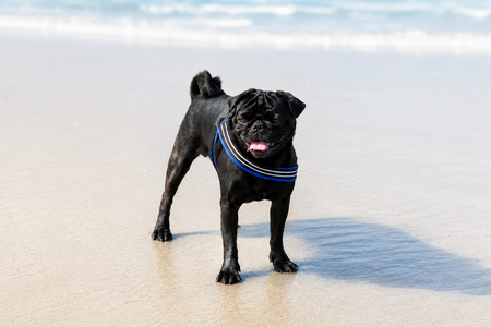 Entry image for Winston. Clicking this image will show a larger photo