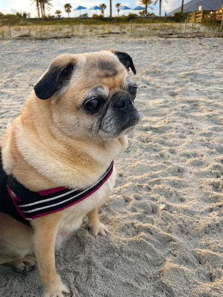 Entry image for Peppy. Clicking this image will show a larger photo