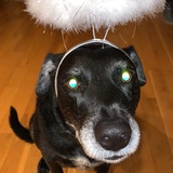 Entry image for Poppy
