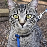 Entry image for Missy