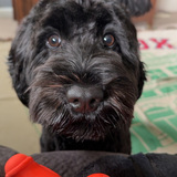 Entry image for Frankie