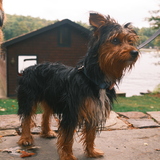 Entry image for Helen