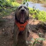 Entry image for Bucky 