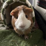 Entry image for Peanut Butter