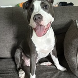 Entry image for Roxie 