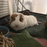 Entry image for Fluff