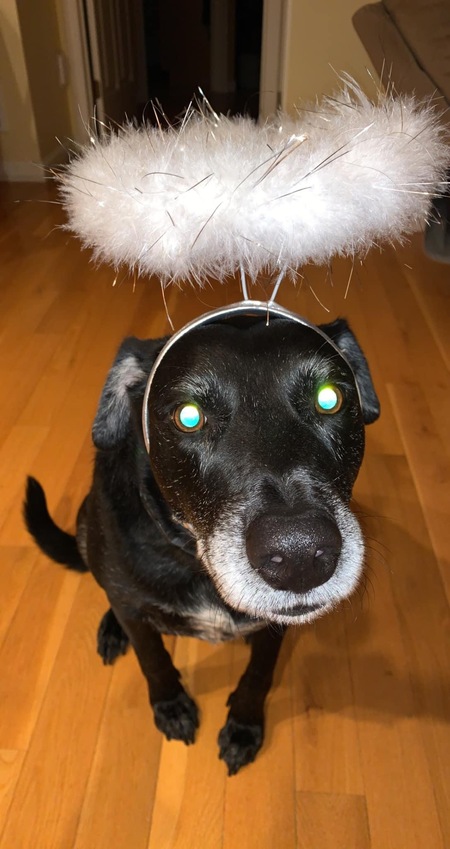 Entry image for Poppy. Clicking this image will show a larger photo