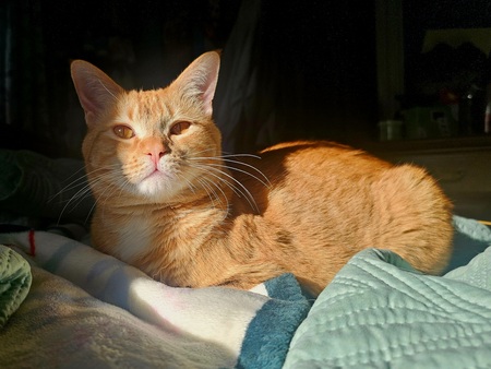 Entry image for Jasper. Clicking this image will show a larger photo