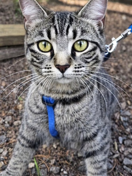 Entry image for Missy. Clicking this image will show a larger photo