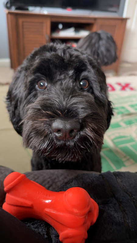 Entry image for Frankie. Clicking this image will show a larger photo