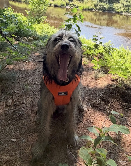Entry image for Bucky . Clicking this image will show a larger photo