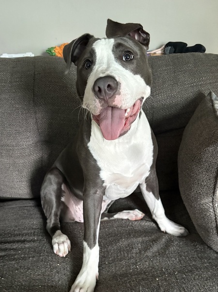Entry image for Roxie . Clicking this image will show a larger photo