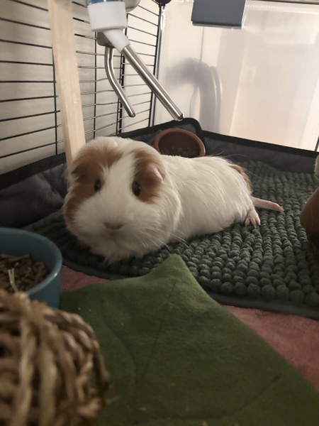 Entry image for Fluff. Clicking this image will show a larger photo